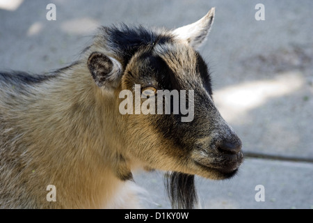 The domestic goat (Capra aegagrus hircus) Stock Photo