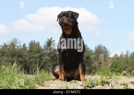 Dog Rottweiler adult sitting Stock Photo