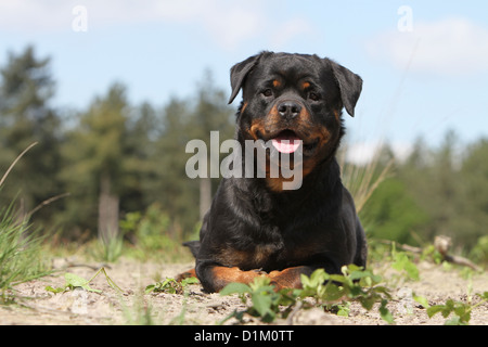 Dog Rottweiler adult lying down Stock Photo