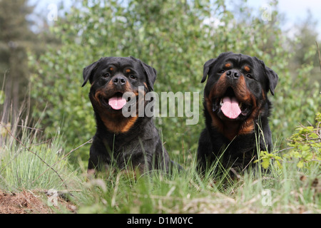 Dog two Rottweiler adults lying down Stock Photo
