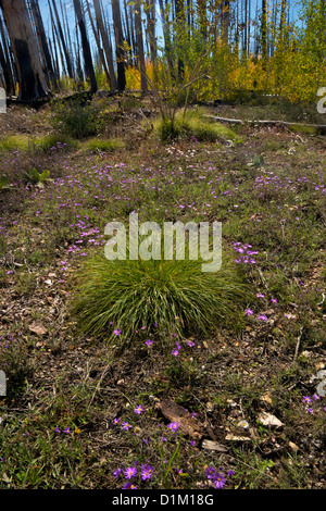 Aster flowers in fall, with fire-damaged Lodgepole Pines, Kaibab National Forest, Grand Canyon National Park, Arizona, USA Stock Photo