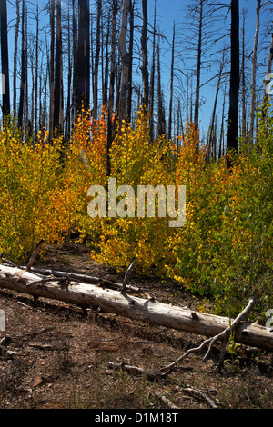 Young Aspen trees in fall, with fire-damaged Lodgepole Pines, Kaibab National Forest, Grand Canyon National Park, Arizona, USA Stock Photo