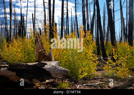 Young Aspen trees in fall, with fire-damaged Lodgepole Pines, Kaibab National Forest, Grand Canyon National Park, Arizona, USA Stock Photo