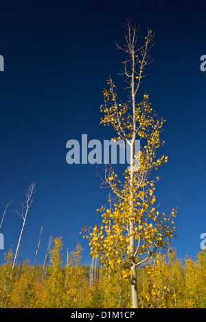 Aspen trees in fall, Kaibab National Forest, Grand Canyon National Park, Arizona, USA Stock Photo