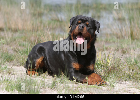 Dog Rottweiler adult lying down Stock Photo