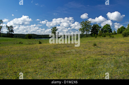 Big meadow covered with summer flowers. Stock Photo
