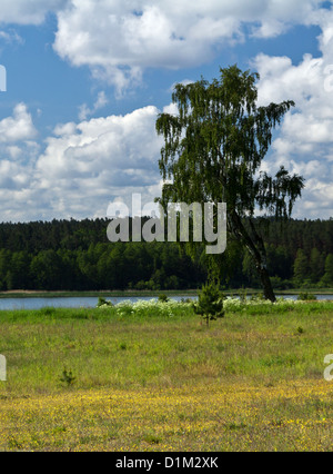 Birch-tree on the summer meadow with the view on lake Kielarskie in sunny summer day. Stock Photo