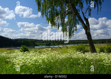 Birch-tree on the summer meadow with the view on lake Kielarskie. Stock Photo
