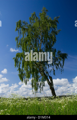 Birch-tree on the summer meadow covered by fresh-green leaves. Stock Photo