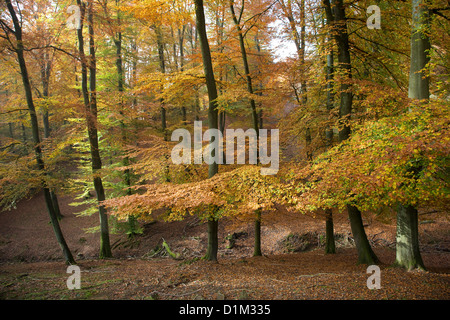 Beech trees in broadleaf forest with foliage in fall colors in autumn Stock Photo