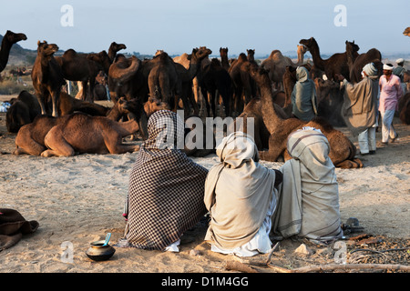 Camel traders sit on the ground watching their camels at the annual camel fair in Pushkar Rajasthan India Stock Photo