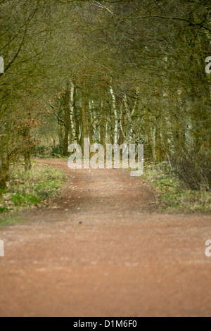 Woodland, Sherwood Forest Stock Photo