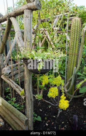 Hanging wicker basket on a wooden pergola and mix planting with cactus and euphorbia. Stock Photo