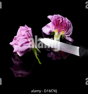divorce theme with studio photography of a rose halved in two pieces with a knife in black reflective back Stock Photo