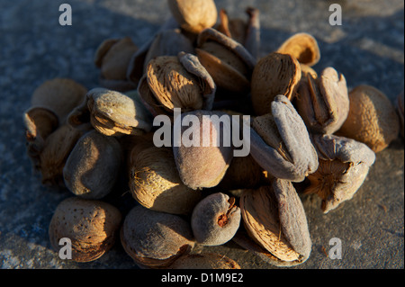 Freshly picked almonds or prunus dulcis in their outer and inner shells, Spain Stock Photo