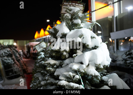 noble fir real christmas tree for sale covered in snow outside store Saskatoon Saskatchewan Canada Stock Photo
