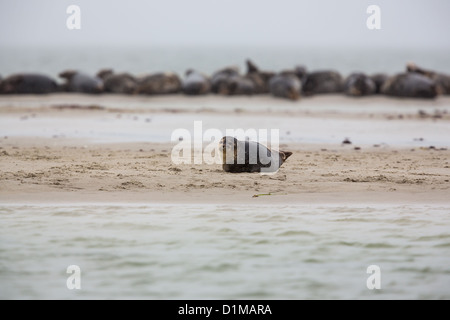 Seals lying on a beach in southern Sweden Stock Photo