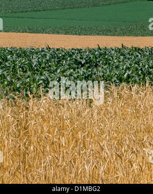 WHEAT CORN AND ALFALFA PENNSYLVANIA Stock Photo - Alamy