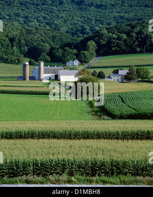 CORN AND ALFALFA GROWING ON FARM LANCASTER COUNTY PENNSYLVANIA Stock ...