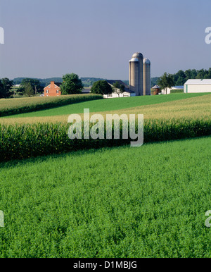 ALFALFA AND CORN GROWING ON DAIRY FARM / PENNSYLVANIA Stock Photo