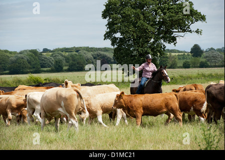 Rounding up cattle on horseback in lowland pasture. UK. Stock Photo