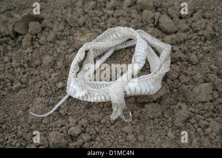 Snakeskin after moulting or shedding of skin Stock Photo
