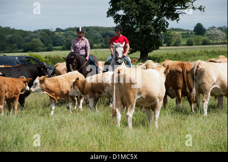 Rounding up cattle on horseback in lowland pasture. UK. Stock Photo