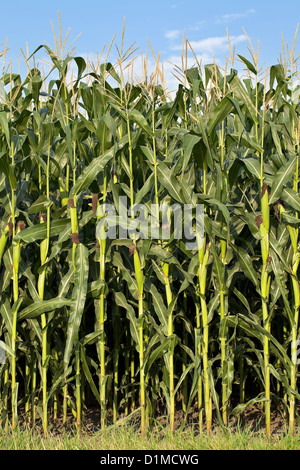 Stalks of corn, Pembina Valley, Manitoba, Canada Stock Photo