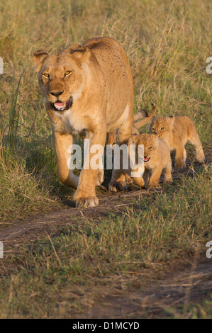 A lioness, Panthera leo, walking with her three cubs Stock Photo - Alamy