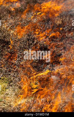 Heather burning on a grouse moor in spring. Stock Photo
