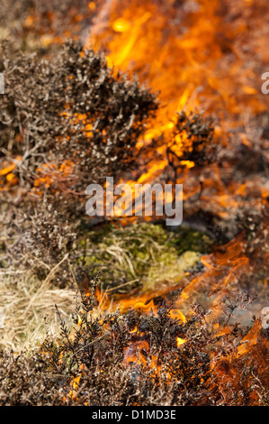 Heather burning on a grouse moor in spring. Stock Photo