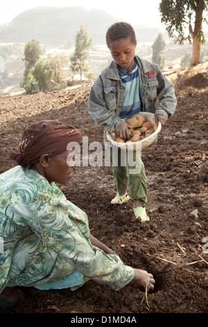 A family plants potatoes on their farmland in Ankober, Ethiopia. Stock Photo