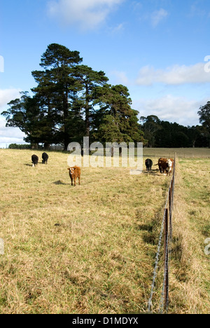 A farm scene near Sutton Forest, New South Wales, Australia Stock Photo