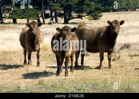 Murray Grey Cattle standing in a paddock Stock Photo