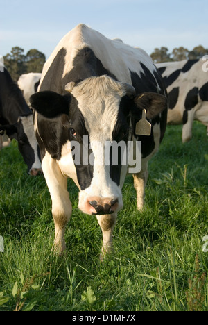 Holstein-Friesian cows grazing in a lush green field, near Moss Vale, New South Wales, Australia Stock Photo