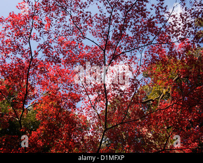 Red maple leaves in Kyu-Furukawa Gardens, Tokyo Stock Photo