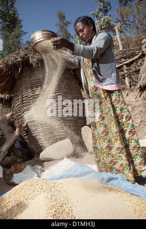 A woman winnows tef grain outside her home in Ankober, Ethiopia. Stock Photo