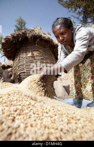 A woman winnows tef grain outside her home in Ankober, Ethiopia. Stock Photo