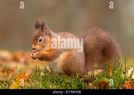 Red Squirrel Sciurus vulgaris, eating a nut, in the Glen More forest, Scotland. Stock Photo