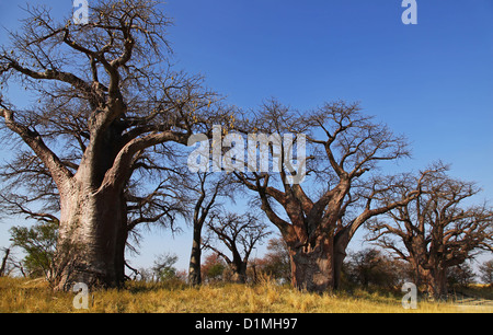famous Baines Baobabs, the sleeping sisters, Botsuana Stock Photo