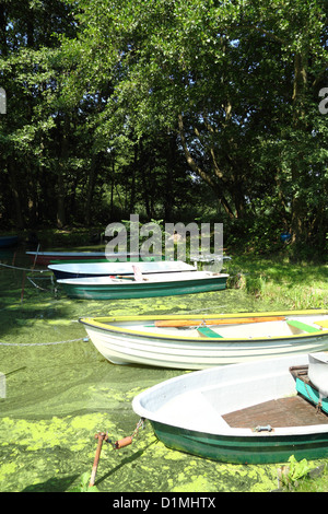 Rowing Boats at Lake Grimnitz in Brandenburg, Germany Stock Photo - Alamy