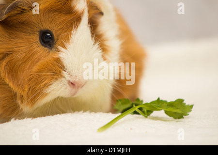 Ginger and white Guinea Pig with Parsley branch Stock Photo