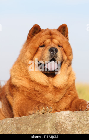 Shorthaired chow chow hi-res stock photography and images - Alamy