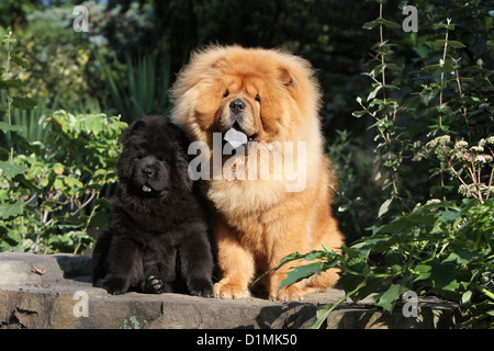 dog chow chow chow-chow adult and puppy (red and black) on a wood Stock Photo