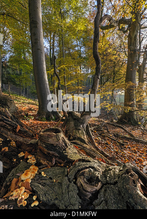 Beech wood at Sheepscombe in Cotswold Commons and Beechwoods National Nature Reserve, Stroud Stock Photo
