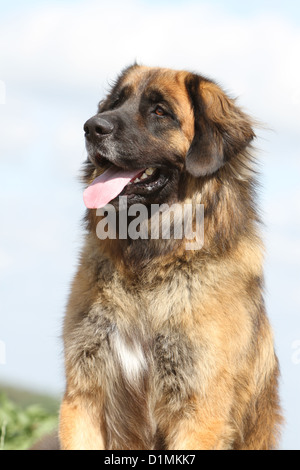 Dog Leonberger adult portrait Stock Photo