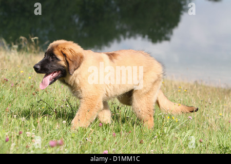 Dog Leonberger puppy walking in a meadow Stock Photo