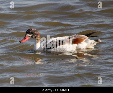 Common Shelduck (Tadorna Tadorna) swimming & foraging in coastal waters Stock Photo