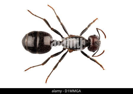 Black garden ant species Lasius niger Stock Photo