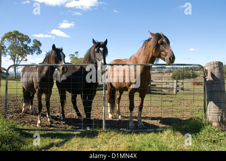 Three horses standing near a gate on a country farm Stock Photo